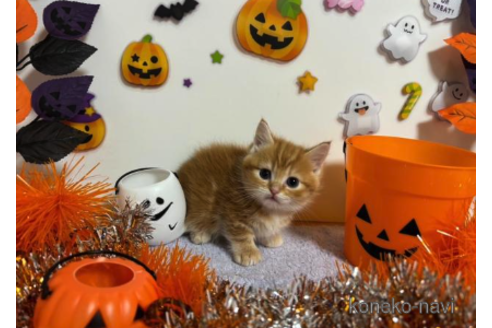 成約済の大阪府のマンチカン(短足)-68380の2枚目